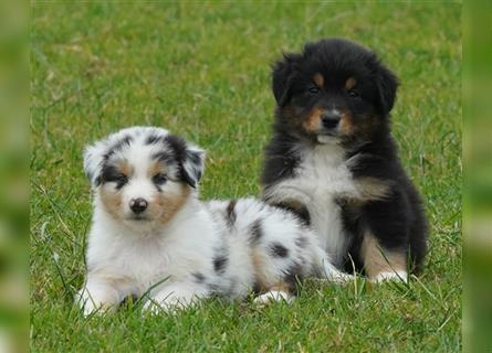 Australian Shepherd Welpen suchen Zuhause