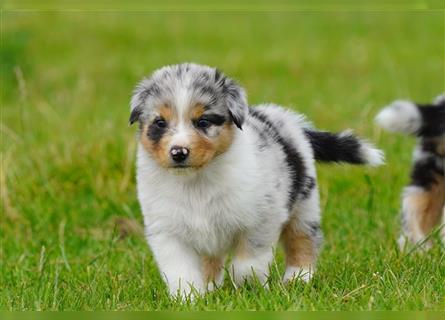 Australian Shepherd Welpen suchen Zuhause