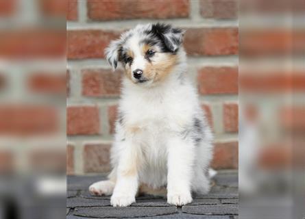 Australian Shepherd Welpen suchen Zuhause