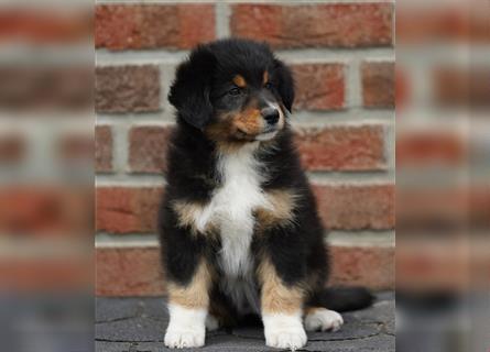 Australian Shepherd Welpen suchen Zuhause