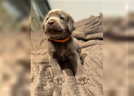 Wunderschöne Labrador Retriever Welpen mit Ahnentafel, ab sofort Besichtigung möglich!