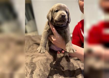 Wunderschöne Labrador Retriever Welpen mit Ahnentafel, ab sofort Besichtigung möglich!