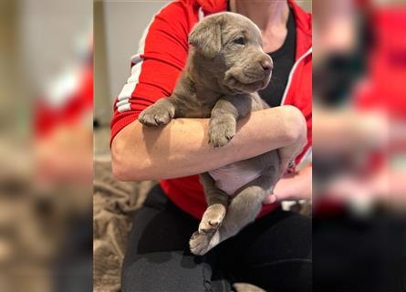 Wunderschöne Labrador Retriever Welpen mit Ahnentafel, ab sofort Besichtigung möglich!