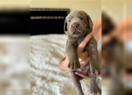 Wunderschöne Labrador Retriever Welpen mit Ahnentafel, ab sofort Besichtigung möglich!