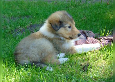 Familienfreundliche Colliewelpen, amerikanische Linie