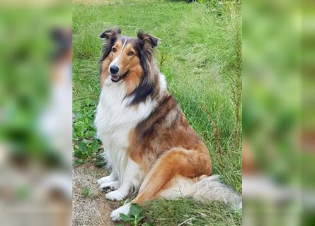 Familienfreundliche Colliewelpen, amerikanische Linie