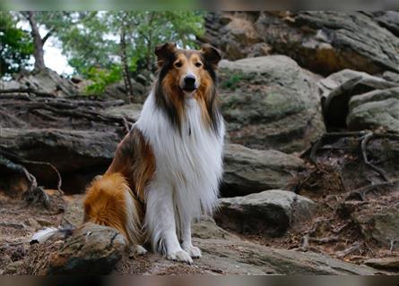 Familienfreundliche Colliewelpen, amerikanische Linie