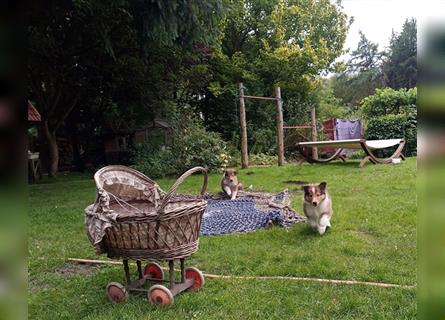 Familienfreundliche Colliewelpen