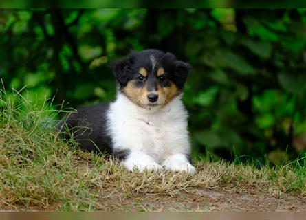 Familienfreundliche Colliewelpen