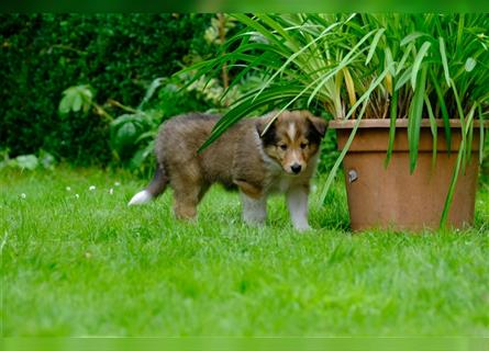 Familienfreundliche Colliewelpen