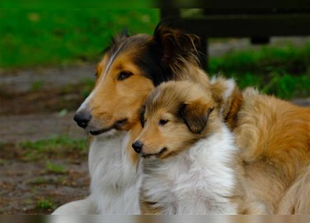 Familienfreundliche Colliewelpen