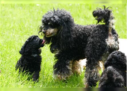 Drei Zwergpudeljungs suchen ...