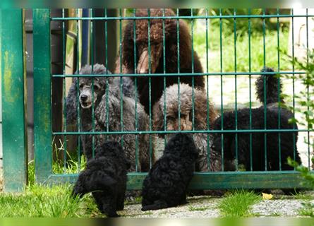 Zwei  Zwergpudeljungs suchen ...