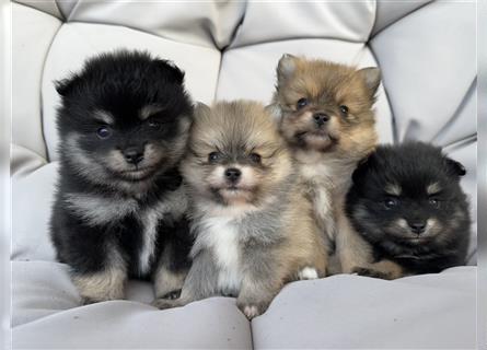 Süßer Pomeranian Welpe