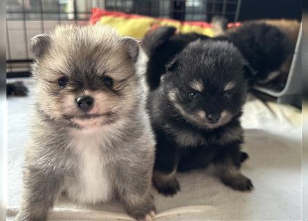 Süßer Pomeranian Welpe