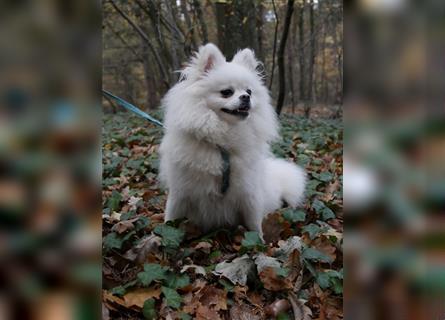 Süßer Pomeranian Welpe