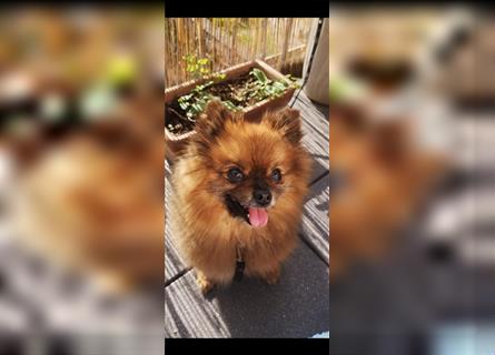 Süßer Pomeranian Welpe