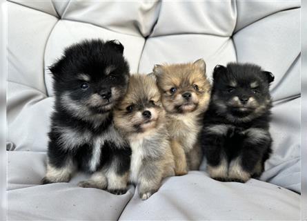 Süßer Pomeranian Welpe