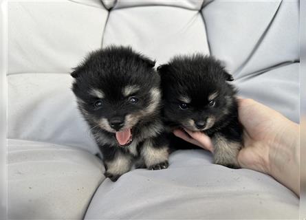 Süßer Pomeranian Welpe