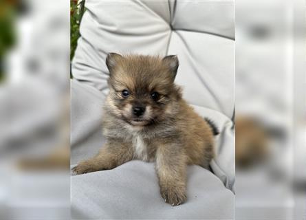 Süßer Pomeranian Welpe