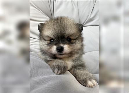 Süßer Pomeranian Welpe