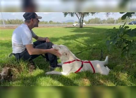 Bianco: Traumhund ohne wenn und aber...