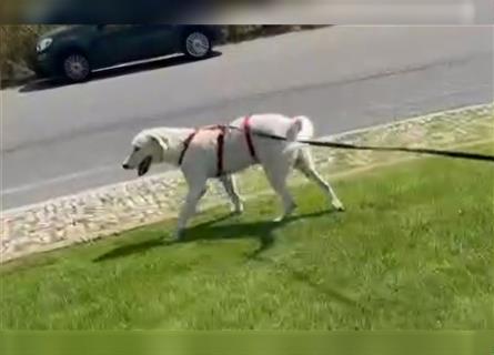 Bianco: Traumhund ohne wenn und aber...