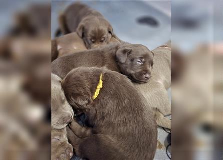 Reinrassige Labrador Welpen ( Braun + Silber)