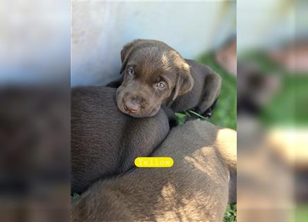 Reinrassige Labrador Welpen ( Braun + Silber)