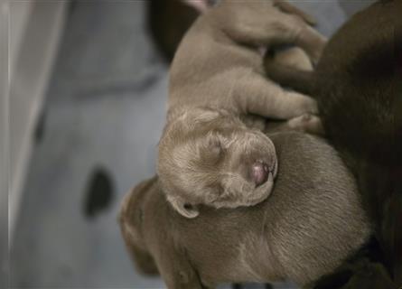 Reinrassige Labrador Welpen ( Braun + Silber)