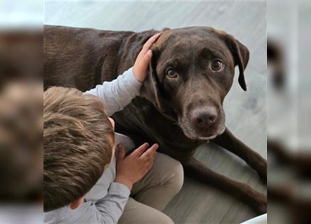 Reinrassige Labrador Welpen ( Braun + Silber)