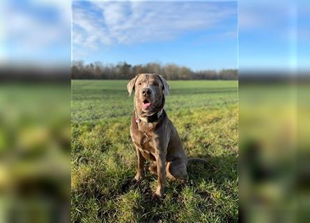 Reinrassige Labrador Welpen ( Braun + Silber)