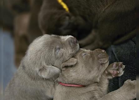 Reinrassige Labrador Welpen ( Braun + Silber)