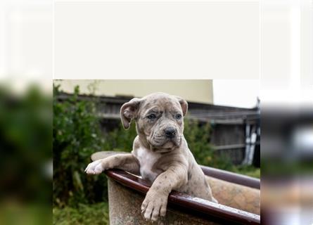 American Bully tri merle tri color Besonders