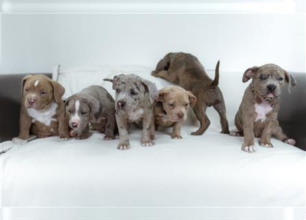 American Bully tri merle tri color Besonders