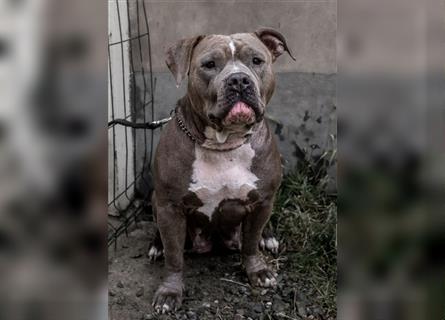 American Bully tri merle tri color Besonders