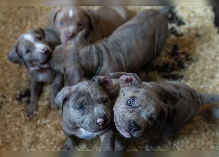 American Bully tri merle tri color Besonders