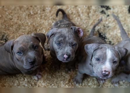 American Bully tri merle tri color Besonders