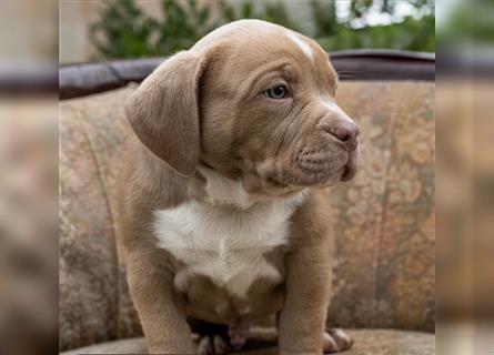 American Bully tri merle tri color Besonders