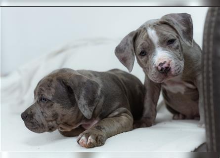 American Bully tri merle tri color Besonders