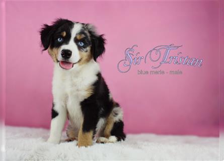 Miniature Australian Shepherd/Mini Aussie Welpen