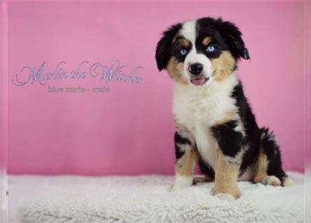 Miniature Australian Shepherd/Mini Aussie Welpen