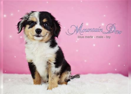 Miniature Australian Shepherd/Mini Aussie Welpen