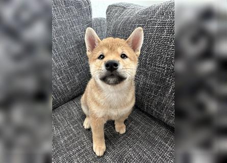 REINRASSIGE SHIBA INU WELPEN