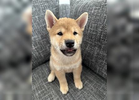 REINRASSIGE SHIBA INU WELPEN