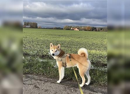 REINRASSIGE SHIBA INU WELPEN