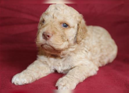 Traum Lagotto Romagnolo Welpen