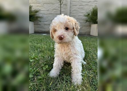 Traum Lagotto Romagnolo Welpen