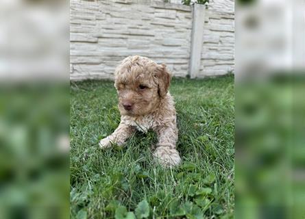 Traum Lagotto Romagnolo Welpen