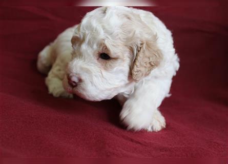 Traum Lagotto Romagnolo Welpen